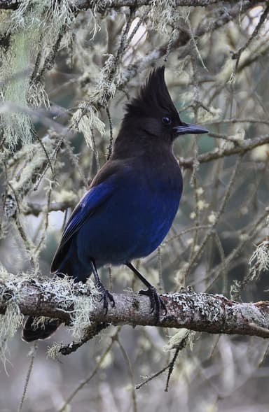 Stellar Jay Mobile RV Services logo